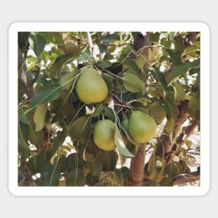 A tree bearing fruit Sticker